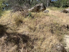 Clarkia springvillensis