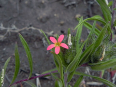 Collomia biflora