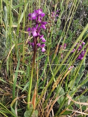 Anacamptis morio picta