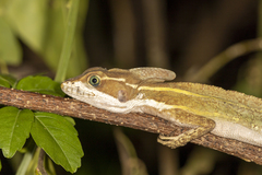 Basiliscus vittatus