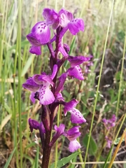 Anacamptis morio picta