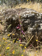 Clarkia springvillensis