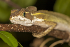 Basiliscus vittatus