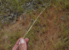 Aristida hygrometrica