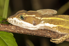 Basiliscus vittatus
