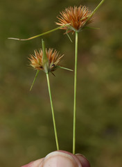 Rhynchospora croydonensis