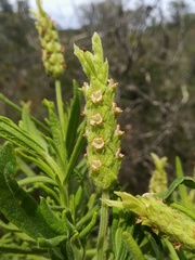 Lavandula viridis