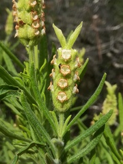 Lavandula viridis