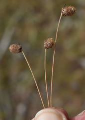 Fimbristylis tetragona