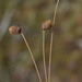Fimbristylis tetragona - Photo (c) Russell Cumming, alguns direitos reservados (CC BY-NC), uploaded by Russell Cumming