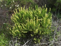 Lavandula viridis