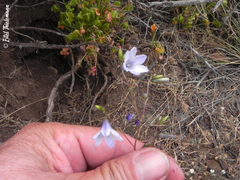 Conanthera campanulata