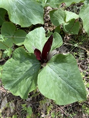 Trillium kurabayashii