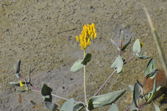 Flaveria chlorifolia