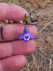 Conanthera trimaculata