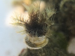 Ficopomatus enigmaticus