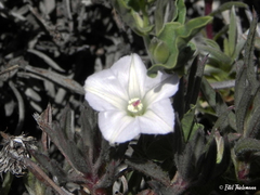 Convolvulus demissus