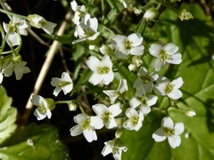 Draba ramosissima