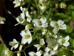 Draba ramosissima