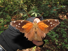 Historis acheronta