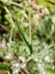 Draba ramosissima