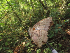 Historis acheronta