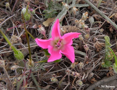 Convolvulus chilensis