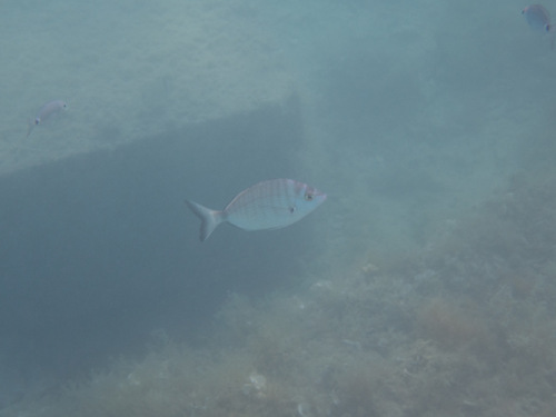 Pic (Diplodus puntazzo)