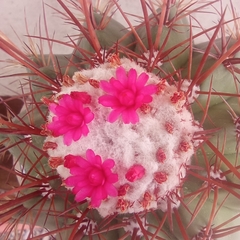 Melocactus ernestii