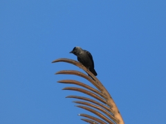 Corvus monedula