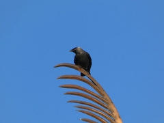 Corvus monedula