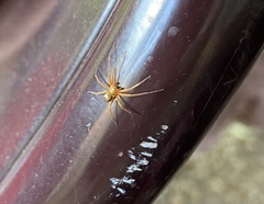 Philodromus marxi