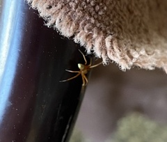 Philodromus marxi