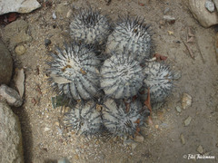 Copiapoa cinerea