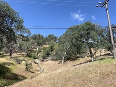 Clarkia springvillensis