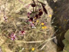 Clarkia springvillensis