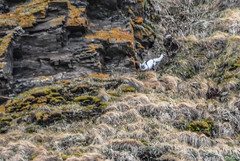 Vulpes lagopus lagopus