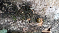 Aegithus varicollis