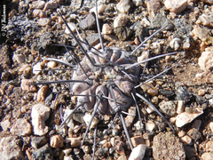 Copiapoa dealbata