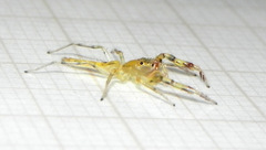 Itata