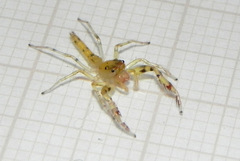 Itata