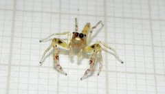 Itata
