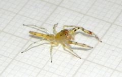 Itata