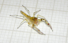 Itata