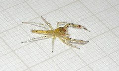 Itata