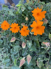 Thunbergia gregorii