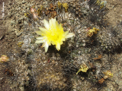 Copiapoa humilis