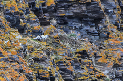 Vulpes lagopus lagopus