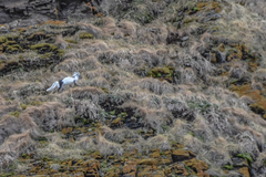 Vulpes lagopus lagopus