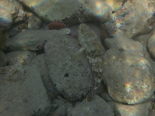 Glavoč pločar (Gobius cobitis)